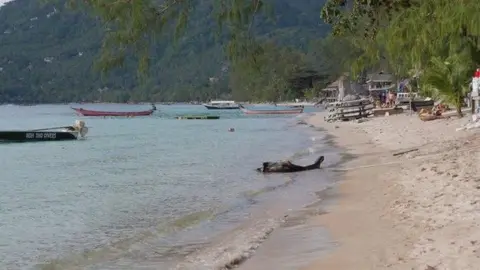 Long slender fishing boats are seen on the sea close to the shore of a sandy beach. Lush green vegetation is in the background along the shoreline. The branches of a tree hang over in the foreground