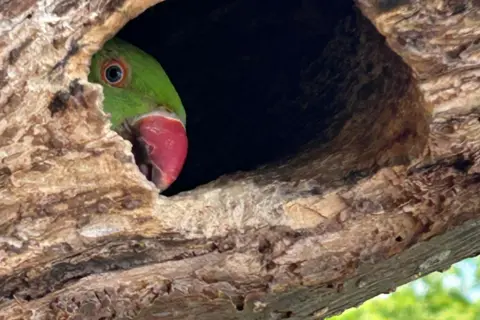 Celeste Katz A parakeet inside a tree trunk