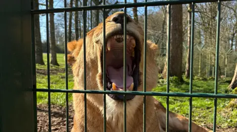 A female lion yawns, with her mouth wide open showing teeth. Picture taken through a fence.