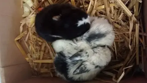 RSPCA Rabbits rescued in Norfolk