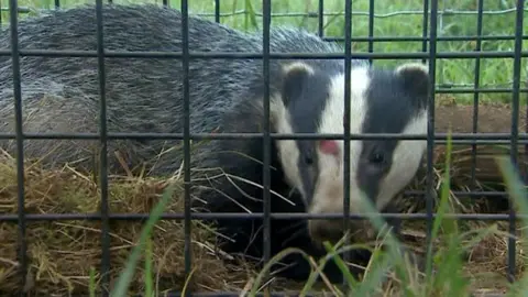 BBC Badger