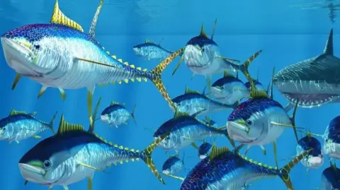 Getty Images A school of  fish swim through the ocean. Several tuna are seen along with a species of shark.