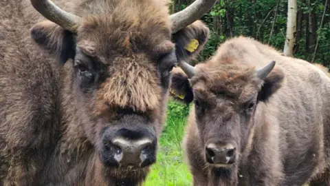 Kent Wildlife Trust Two bison stare directly into the camera