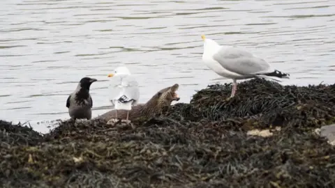 Iain Dewar An otter and birds including gulls on a rocky seaweed-covered shoreline.