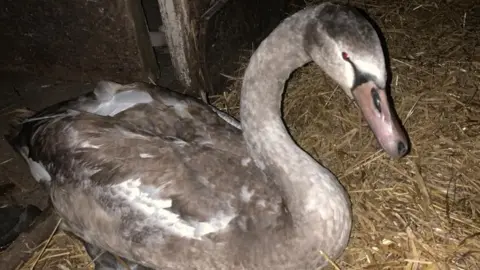 Linjoy Wildlife Sanctuary cygnet