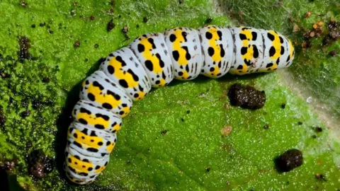 Roger Standley A light-blue, yellow and black coloured caterpillar on a leaf.