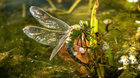 National Trust Images & Rob Coleman Dragonfly