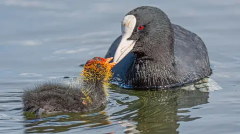 Ian Niven A black coot with a white beak and red eyes feeding a baby coot that has orange, yellow and red feathers over its head and a black body. 
