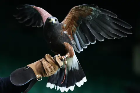 Neil Hall/EPA/Shutterstock A Harris's hawk called Rufus, the official bird scarer of the Championships, and his keeper, Donna Davis (L), are on Centre Court ahead of the Wimbledon Championships in London, Britain, 29 June 2026. The hawk is brown with white tipped dark tail feathers and has outstretched its wings. It is resting on an outstretched arm wearing a leather gauntlet. 