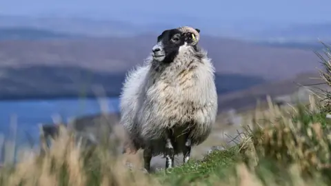 A blackface sheep stands alone on a hillside with grass in the foreground and a body of water in the background.
