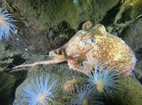 Ross Mclaren  A photo of an octopus in waters around Scotland