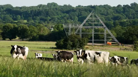 Cows in front of the Pyramid Stage in 2021