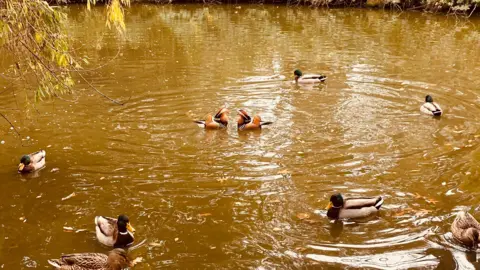 A scene of a lake or other type of waterway containing several ducks. The water is rippling out from the centre and looks brown in colour. A few overhanging branches can be seen at the top of the image.