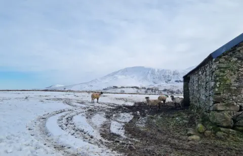 Fiona Smail Sheep shelter behind a stone barn in a snowy landscape. There is a snow-covered mountain in the background.