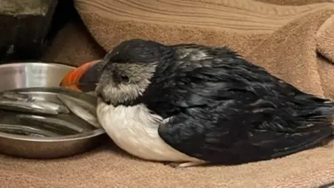 GSPCA Sick puffin