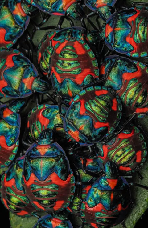 Nikita Richardson A cluster of brightly coloured cotton harlequin bugs
