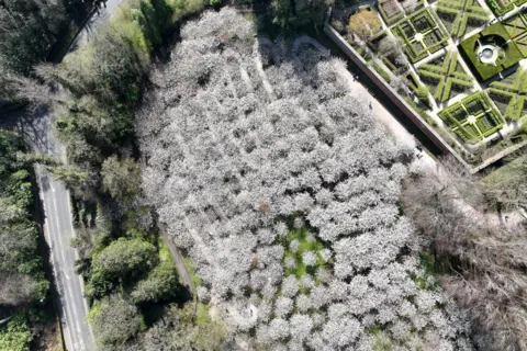 The Alnwick Garden An aerial view of the orchard which is lined with multiple rows of cherry blossom trees in bloom. They look like speckled white dots from a distance. To the left, is a border of green trees and a road. On the right, there is manicured garden with hedges cut into various shapes. 