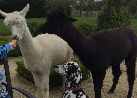 Amanda Beaumont Alpacas and a dog