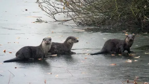 Otters captured in icy conditions at Rutland Water