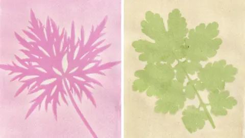 A composite of two anthotypes showing plant material