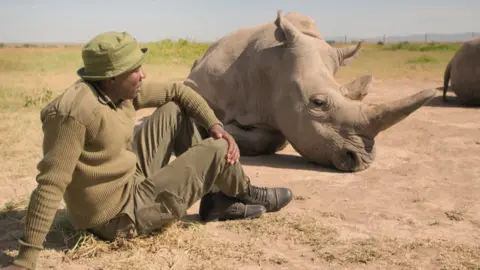 Northern white rhino