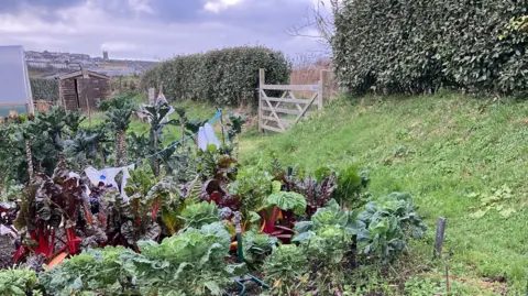 There is a patch of fruit and vegetables on the left and centre of the picture, including rhubarb and cabbages in orderly lines. They all look very healthy and vibrant. Beyond the fruit and vegetables is a small garden shed and there is a distant view of a town behind the shed which includes a church spire on the horizon. There is also the corner of a large greenhouse. On the right of the picture is a wooden gate to another field which is halfway alon a tidy and tall green hedge. The whole image is lush and green with splashes of dark red due to the rhubarb.