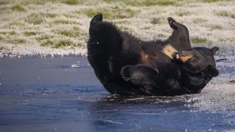 PA Media A black bear on its back on the edge of the frozen lake, looking like it is playing and having fun. Its body is spreadeagled with its paws in the air, and its pink tongue is poking out. We see one section of the lake, edged by frozen grass.