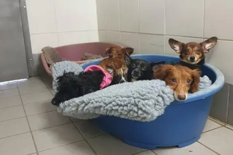 Margaret Green Animal Rescue A bunch of dogs huddle together in a dog bed.