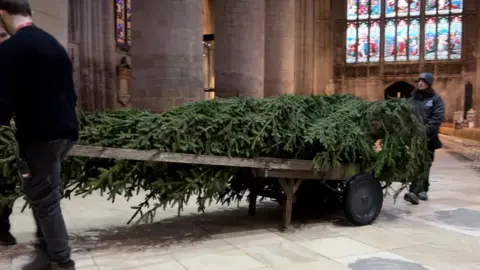 A large undecorated Christmas tree is wheeled through Gloucester Cathedral by two people at either end of the wooden wheelbarrow. There are large stone pillars and a huge stained glass window behind.