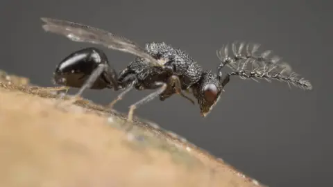 Colin Edwards Euritoma Brunniventri taken in April