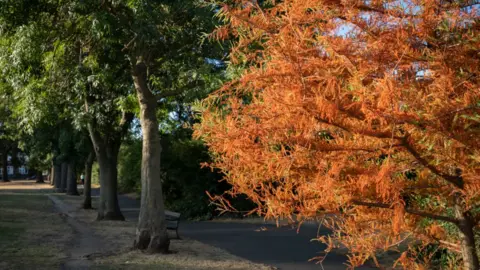 Getty Images Dying tree in a London park