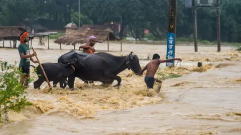 AFP Nepali residents move their buffalos across a flooded area at Birgunj Parsa district