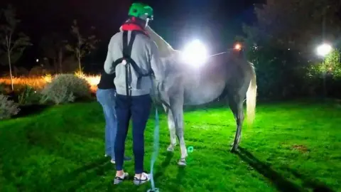 Suffolk Fire and Rescue Service The 26-year-old male horse