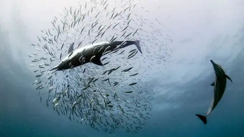 Getty Images Dolphin chasing sardines off South Africa