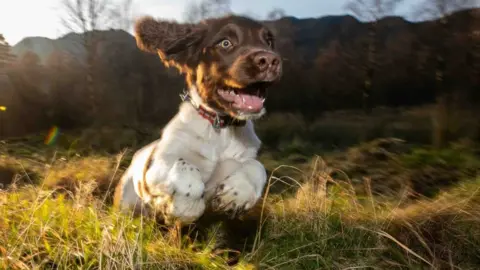 Kerry Irving Harry as a puppy running