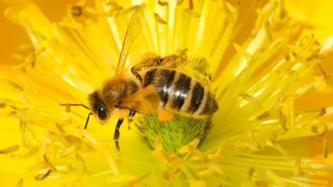 Getty Images Bee