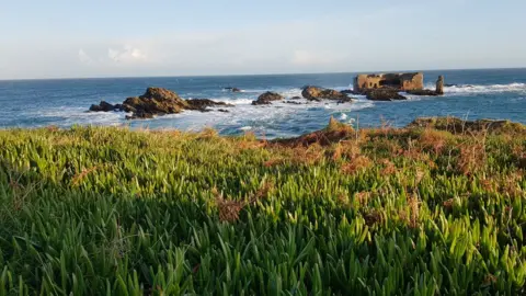 Alderney Wildlife Trust Sour fig