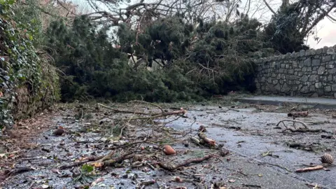 A fallen tree blocking a road with branches and debris covering the tarmac. 