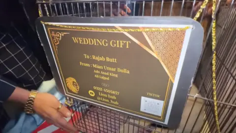 YouTube/ Rajab's family is a cage for the lion baby "Wedding gift. Mian Omar to Rajab Butt from doll"