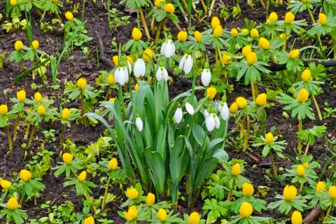 BBC Weather watchers / Figaro A bunch of white snowdrops are surrounded by dozens of bright yellow flowers growing out of the mud. Each yellow flower is surrounded by green leaves.