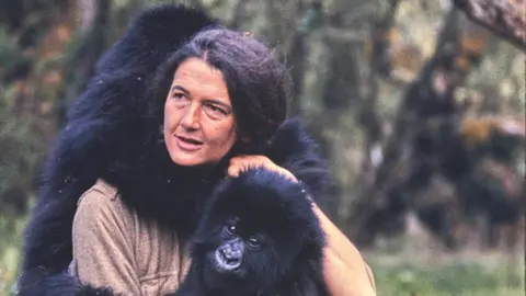 Bob Campbell / Smathers Libraries / University of Florida Dian Fossey in 1969, dressed in a beige shirt, pictured outdoors in the wilderness. Two orphaned young gorillas, Coco and Pucker, cling to her. She holds one to her chest as it looks to the camera, while the other is on her back with its arms around her shoulders.
