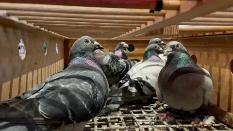 Six pigeons contained inside of a box with holes.