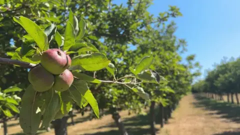 Four green and red apples are clustered on a branch with bright green leaves, behind them a line of apples in an orchard stretch out. 