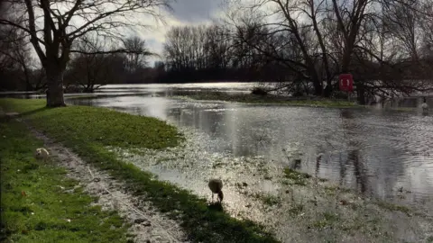 The River Thames at Laleham where the water has broken its banks. A bird can be seen in the foreground.