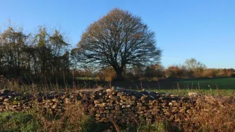 Ned Garnett A sycamore tree by a field and a traditional stone wall. It is a sunny day, with a blue sky and sunlight shining on bright green grass. 