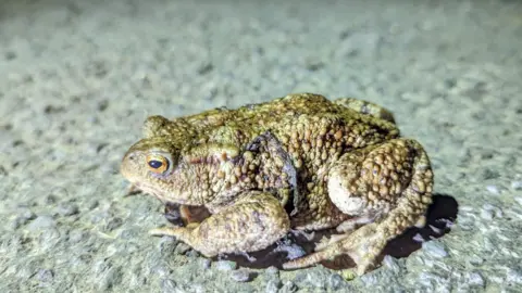 A close up of a green, brown toad crossing a stony grey road at night.