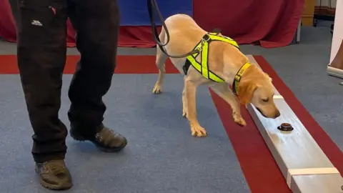 A yellow lab in a hi-vis harness sniffs a jar containing a piece of knife blade as part of a scent line-up. 