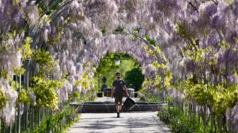 Horticulturalist Liam Anderson walks under the blossoming wisteria along Wisteria Walk at RHS Wisley in Woking, Surrey.