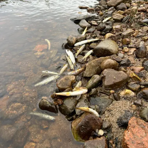 Spey Fishery Board Dead salmon scattered on the rocky bank of a river