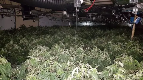 Leicestershire Police Cannabis